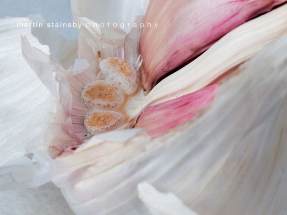 Close-up shot of Garlic Bulb (1) © martin stainsby photography